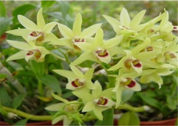 �c���鿴Ԕ��(x��)��Ϣ����(bi��o)�}��Herba Dendrodii Flower ��x�Δ�(sh��)��3044