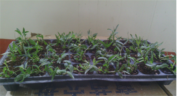 �c���鿴Ԕ��(x��)��Ϣ����(bi��o)�}��Herba Dendrodii Plug Seedlings ��x�Δ�(sh��)��2861